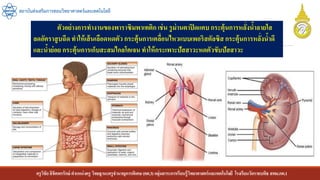 ครูวิชัยลิขิตพรรักษ์ ตาแหน่งครู วิทยฐานะครูชานาญการพิเศษ(คศ.3)กลุ่มสาระการเรียนรู้วิทยาศาสตร์และเทคโนโลยี โรงเรียนวัดราชบพิธ สพม.กท.1
สถาบันส่งเสริมการสอนวิทยาศาสตร์และเทคโนโลยี
1 ตัวอย่างการทางานของพาราซิมพาเทติก เช่น รูม่านตาปิดแคบ กระตุ้นการหลั่งน้าลายใส
ลดอัตราสูบฉีดทาให้เส้นเลือดหดตัว กระตุ้นการเคลื่อนไหวแบบเพอริสตัลซิสกระตุ้นการหลั่งน้าดี
และน้าย่อย กระตุ้นการเก็บสะสมไกลโคเจนทาให้กระเพาะปัสสาวะหดตัวขับปัสสาวะ
 
