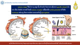 ครูวิชัยลิขิตพรรักษ์ ตาแหน่งครู วิทยฐานะครูชานาญการพิเศษ(คศ.3)กลุ่มสาระการเรียนรู้วิทยาศาสตร์และเทคโนโลยี โรงเรียนวัดราชบพิธ สพม.กท.1
สถาบันส่งเสริมการสอนวิทยาศาสตร์และเทคโนโลยี
sensory organ ได้แก่ ตา หู จมูก ลิ้น ผิวหนัง รับการกระตุ้นจาก specific stimuli เช่น
แสง เสียง สัมผัส สารเคมี โดยมี sensory receptor เปลี่ยนเป็น action potential ส่งไปยัง
cerebrum แต่ละพู เกิดการแปลความหมายรับรู้ (perception)
 