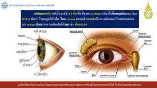 ครูวิชัยลิขิตพรรักษ์ ตาแหน่งครู วิทยฐานะครูชานาญการพิเศษ(คศ.3)กลุ่มสาระการเรียนรู้วิทยาศาสตร์และเทคโนโลยี โรงเรียนวัดราชบพิธ สพม.กท.1
สถาบันส่งเสริมการสอนวิทยาศาสตร์และเทคโนโลยี
ตากับมองเห็น ผนังโครงสร้าง 3 ชั้น คือ ชั้นนอก sclera เหนียวไม่ยืดหยุ่นทึบแสง เรียก
ตาขาว ด้านหน้าสุดนูนโปร่งใส เรียก cornea ครอบส่วนตาดาเป็นทางผ่านและหักเหแสงตกลง
บน retina เกิดภาพ ความผิดปกติที่พบ เช่น ต้อกระจก
 
