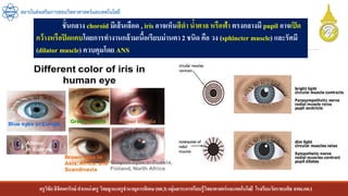 ครูวิชัยลิขิตพรรักษ์ ตาแหน่งครู วิทยฐานะครูชานาญการพิเศษ(คศ.3)กลุ่มสาระการเรียนรู้วิทยาศาสตร์และเทคโนโลยี โรงเรียนวัดราชบพิธ สพม.กท.1
สถาบันส่งเสริมการสอนวิทยาศาสตร์และเทคโนโลยี
ชั้นกลาง choroid มีเส้นเลือด , iris อาจเห็นสีดา น้าตาล หรือฟ้า ตรงกลางมี pupil อาจเปิด
กว้างหรือปิดแคบโดยการทางานกล้ามเนื้อเรียบม่านตา 2 ชนิด คือ วง (sphincter muscle) และรัศมี
(dilator muscle) ควบคุมโดย ANS
 
