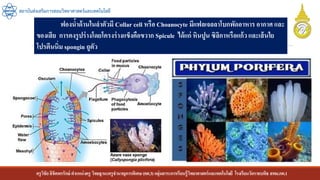 ครูวิชัยลิขิตพรรักษ์ ตาแหน่งครู วิทยฐานะครูชานาญการพิเศษ(คศ.3)กลุ่มสาระการเรียนรู้วิทยาศาสตร์และเทคโนโลยี โรงเรียนวัดราชบพิธ สพม.กท.1
สถาบันส่งเสริมการสอนวิทยาศาสตร์และเทคโนโลยี
ฟองน้าด้านในลาตัวมี Collar cell หรือ Choanocyte มีแฟลเจลลาโบกพัดอาหาร อากาศ และ
ของเสีย การคงรูปร่างโดยโครงร่างแข็งคือขวาก Spicule ได้แก่ หินปูน ซิลิกาหรือแก้วและเส้นใย
โปรตีนนิ่ม spongin ถูตัว
 