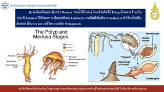 ครูวิชัยลิขิตพรรักษ์ ตาแหน่งครู วิทยฐานะครูชานาญการพิเศษ(คศ.3)กลุ่มสาระการเรียนรู้วิทยาศาสตร์และเทคโนโลยี โรงเรียนวัดราชบพิธ สพม.กท.1
สถาบันส่งเสริมการสอนวิทยาศาสตร์และเทคโนโลยี
บางชนิดคล้ายกระดิ่งคว่า Medusa ว่ายน้าได้ บางชนิดคล้ายต้นไม้ Polyp ด้านตรงข้ามเป็น
ปาก มี Tentacle ใช้จับอาหาร มีเซลล์พิเศษ Cnidocyte ภายในมีเข็มพิษ Nematocyst ทาให้เหยื่อเป็น
อัมพาต มีNerve net วงชีวิตแบบสลับ Metagenesis
 