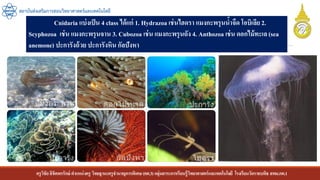 ครูวิชัยลิขิตพรรักษ์ ตาแหน่งครู วิทยฐานะครูชานาญการพิเศษ(คศ.3)กลุ่มสาระการเรียนรู้วิทยาศาสตร์และเทคโนโลยี โรงเรียนวัดราชบพิธ สพม.กท.1
สถาบันส่งเสริมการสอนวิทยาศาสตร์และเทคโนโลยี
Cnidaria แบ่งเป็น 4 class ได้แก่ 1. Hydrazoa เช่นไฮดรา แมงกะพรุนน้าจืด โอบิเลีย2.
Scyphozoa เช่น แมงกะพรุนจาน 3. Cubozoa เช่น แมงกะพรุนถัง 4. Anthozoa เช่น ดอกไม้ทะเล (sea
anemone) ปะการังถ้วย ปะการังหิน กัลปังหา
 