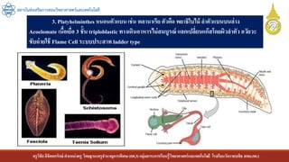 ครูวิชัยลิขิตพรรักษ์ ตาแหน่งครู วิทยฐานะครูชานาญการพิเศษ(คศ.3)กลุ่มสาระการเรียนรู้วิทยาศาสตร์และเทคโนโลยี โรงเรียนวัดราชบพิธ สพม.กท.1
สถาบันส่งเสริมการสอนวิทยาศาสตร์และเทคโนโลยี
3. Platyhelminthes หนอนตัวแบนเช่น พลานาเรีย ตัวตืด พยาธิใบไม้ ลาตัวแบนบนล่าง
Acoelomate เนื้อเยื่อ 3 ชั้น triploblastic ทางเดินอาหารไม่สมบูรณ์ แลกเปลี่ยนแก๊สโดยผิวลาตัว อวัยวะ
ขับถ่ายใช้ Flame Cell ระบบประสาท ladder type
 