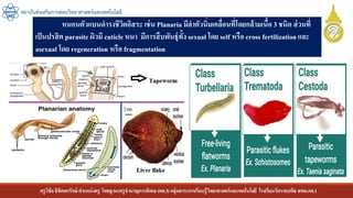 ครูวิชัยลิขิตพรรักษ์ ตาแหน่งครู วิทยฐานะครูชานาญการพิเศษ(คศ.3)กลุ่มสาระการเรียนรู้วิทยาศาสตร์และเทคโนโลยี โรงเรียนวัดราชบพิธ สพม.กท.1
สถาบันส่งเสริมการสอนวิทยาศาสตร์และเทคโนโลยี
หนอนตัวแบนดารงชีวิตอิสระ เช่น Planaria มีลาตัวนิ่มเคลื่อนที่โดยกล้ามเนื้อ 3 ชนิด ส่วนที่
เป็นปรสิต parasite ผิวมี cuticle หนา มีการสืบพันธุ์ทั้ง sexual โดย self หรือ cross fertilizationและ
asexual โดย regeneration หรือ fragmentation
 