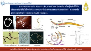 ครูวิชัยลิขิตพรรักษ์ ตาแหน่งครู วิทยฐานะครูชานาญการพิเศษ(คศ.3)กลุ่มสาระการเรียนรู้วิทยาศาสตร์และเทคโนโลยี โรงเรียนวัดราชบพิธ สพม.กท.1
สถาบันส่งเสริมการสอนวิทยาศาสตร์และเทคโนโลยี
4. Nemathelminthes หรือ Nematodaเช่น หนอนตัวกลมเป็นพยาธิส่วนใหญ่ ลาตัวไม่เป็น
ปล้อง พบทั่วไปทั้งน้าจืด น้าเค็ม และบนบก มีทั้งปรสิตและอิสระ ลาตัวกลมเรียวยาว สมมาตรครึ่ง
ซีก แหลมหัวท้าย ทางเดินอาหารสมบูรณ์ ไม่มีรยางค์
 