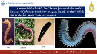 ครูวิชัยลิขิตพรรักษ์ ตาแหน่งครู วิทยฐานะครูชานาญการพิเศษ(คศ.3)กลุ่มสาระการเรียนรู้วิทยาศาสตร์และเทคโนโลยี โรงเรียนวัดราชบพิธ สพม.กท.1
สถาบันส่งเสริมการสอนวิทยาศาสตร์และเทคโนโลยี
5. Annelida ลาตัวเป็นปล้องแท้จริง ผิวหนังมี Cuticle หุ้มและต่อมสร้างเมือก บางชนิดมี
เดือย (Setae) เช่น ไส้เดือนดิน บางชนิดเป็นแผ่นขา (Parapodia) ว่ายน้า เช่น แม่เพรียง หรือไม่มี เช่น
ปลิงน้าจืด กล้ามเนื้อมี 2 ชนิด คือ Circular และ Longitudinal
 