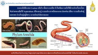 ครูวิชัยลิขิตพรรักษ์ ตาแหน่งครู วิทยฐานะครูชานาญการพิเศษ(คศ.3)กลุ่มสาระการเรียนรู้วิทยาศาสตร์และเทคโนโลยี โรงเรียนวัดราชบพิธ สพม.กท.1
สถาบันส่งเสริมการสอนวิทยาศาสตร์และเทคโนโลยี
หนอนมีปล้องพบ Coelom แท้จริง เลือดระบบปิด หัวใจเทียม หายใจใช้ผิวหนังหรือเหงือก
ขับถ่ายของเสียใช้ Nephridium ปล้องละคู่ ระบบประสาทมีสมองและปมแต่ละปล้อง ระบบสืบพันธุ์
แยกเพศ ส่วนใหญ่อยู่อิสระ บางชนิดปรสิตภายนอก
 