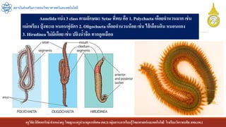 ครูวิชัยลิขิตพรรักษ์ ตาแหน่งครู วิทยฐานะครูชานาญการพิเศษ(คศ.3)กลุ่มสาระการเรียนรู้วิทยาศาสตร์และเทคโนโลยี โรงเรียนวัดราชบพิธ สพม.กท.1
สถาบันส่งเสริมการสอนวิทยาศาสตร์และเทคโนโลยี
Annelida แบ่ง 3 class ตามลักษณะ Setae ที่พบ คือ 1. Polychaeta เดือยจานวนมาก เช่น
แม่เพรียง บุ้งทะเล หนอนพู่ฉัตร 2. Oligochaeta เดือยจานวนน้อย เช่น ไส้เดือนดิน หนอนแดง
3. Hirudinea ไม่มีเดือย เช่น ปลิงน้าจืด ทากดูดเลือด
 