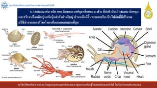 ครูวิชัยลิขิตพรรักษ์ ตาแหน่งครู วิทยฐานะครูชานาญการพิเศษ(คศ.3)กลุ่มสาระการเรียนรู้วิทยาศาสตร์และเทคโนโลยี โรงเรียนวัดราชบพิธ สพม.กท.1
สถาบันส่งเสริมการสอนวิทยาศาสตร์และเทคโนโลยี
6. Mollusca เช่น หมึก หอย ลิ่นทะเล นอติลุสหรือหอยงวงช้าง มีลาตัวนิ่ม มี Mantle ปกคลุม
และสร้างเปลือกหินปูนแข็งหุ้มลาตัวส่วนใหญ่ ส่วนหมึกมีลิ้นทะเลภายใน เป็นไฟลัมที่มีปริมาณ
สปีชีส์รองจากอาร์โทรโพดาที่หลากหลายมากที่สุด
 