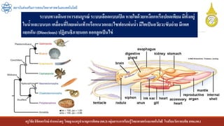 ครูวิชัยลิขิตพรรักษ์ ตาแหน่งครู วิทยฐานะครูชานาญการพิเศษ(คศ.3)กลุ่มสาระการเรียนรู้วิทยาศาสตร์และเทคโนโลยี โรงเรียนวัดราชบพิธ สพม.กท.1
สถาบันส่งเสริมการสอนวิทยาศาสตร์และเทคโนโลยี
ระบบทางเดินอาหารสมบูรณ์ ระบบเลือดแบบเปิด หายใจด้วยเหงือกหรือปอดเทียมมีทั้งอยู่
ในน้าและบนบก เคลื่อนที่โดยแผ่นเท้าหรือหนวดและไซฟอนพ่นน้า มีไตเป็นอวัยวะขับถ่าย มีเพศ
แยกกัน (Dioecious) ปฏิสนธิภายนอก ออกลูกเป็นไข่
 