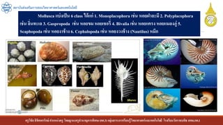 ครูวิชัยลิขิตพรรักษ์ ตาแหน่งครู วิทยฐานะครูชานาญการพิเศษ(คศ.3)กลุ่มสาระการเรียนรู้วิทยาศาสตร์และเทคโนโลยี โรงเรียนวัดราชบพิธ สพม.กท.1
สถาบันส่งเสริมการสอนวิทยาศาสตร์และเทคโนโลยี
Mollusca แบ่งเป็น 6 class ได้แก่ 1. Monoplacophora เช่น หอยฝาละมี 2. Polyplacophora
เช่น ลิ่นทะเล 3. Gaspropoda เช่น หอยขม หอยเชอรี่ 4. Bivalia เช่น หอยแครง หอยแมลงภู่ 5.
Scaphopoda เช่น หอยงาช้าง 6. Cephalopoda เช่น หอยงวงช้าง (Nautilus) หมึก
 