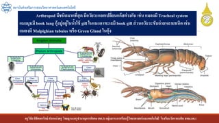 ครูวิชัยลิขิตพรรักษ์ ตาแหน่งครู วิทยฐานะครูชานาญการพิเศษ(คศ.3)กลุ่มสาระการเรียนรู้วิทยาศาสตร์และเทคโนโลยี โรงเรียนวัดราชบพิธ สพม.กท.1
สถาบันส่งเสริมการสอนวิทยาศาสตร์และเทคโนโลยี
Arthropod มีชนิดมากที่สุด มีอวัยวะแลกเปลี่ยนแก๊สต่างกัน เช่น แมลงมี Tracheal system
แมงมุมมี book lung กุ้งปูอยู่ในน้าใช้ gill ในแมงดาทะเลมี book gill ส่วนอวัยวะขับถ่ายหลายชนิด เช่น
แมลงมี Malpighian tubules หรือ Green Gland ในกุ้ง
 