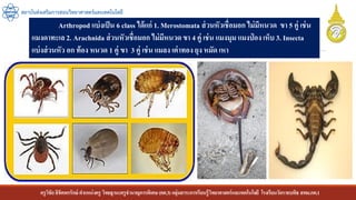 ครูวิชัยลิขิตพรรักษ์ ตาแหน่งครู วิทยฐานะครูชานาญการพิเศษ(คศ.3)กลุ่มสาระการเรียนรู้วิทยาศาสตร์และเทคโนโลยี โรงเรียนวัดราชบพิธ สพม.กท.1
สถาบันส่งเสริมการสอนวิทยาศาสตร์และเทคโนโลยี
Arthropod แบ่งเป็น 6 class ได้แก่ 1. Merostomata ส่วนหัวเชื่อมอก ไม่มีหนวด ขา 5 คู่ เช่น
แมงดาทะเล 2. Arachnida ส่วนหัวเชื่อมอก ไม่มีหนวด ขา 4 คู่ เช่น แมงมุม แมงป่ อง เห็บ 3. Insecta
แบ่งส่วนหัว อก ท้อง หนวด 1 คู่ ขา 3 คู่ เช่น แมลง เต่าทอง ยุง หมัด เหา
 