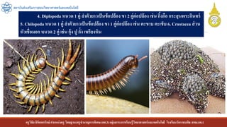 ครูวิชัยลิขิตพรรักษ์ ตาแหน่งครู วิทยฐานะครูชานาญการพิเศษ(คศ.3)กลุ่มสาระการเรียนรู้วิทยาศาสตร์และเทคโนโลยี โรงเรียนวัดราชบพิธ สพม.กท.1
สถาบันส่งเสริมการสอนวิทยาศาสตร์และเทคโนโลยี
4. Diplopoda หนวด 1 คู่ ลาตัวยาวเป็นข้อปล้อง ขา 2 คู่ต่อปล้อง เช่น กิ้งกือ กระสุนพระอินทร์
5. Chilopoda หนวด 1 คู่ ลาตัวยาวเป็นข้อปล้อง ขา 1 คู่ต่อปล้อง เช่น ตะขาบ ตะเข็บ 6. Crustacea ส่วน
หัวเชื่อมอก หนวด 2 คู่ เช่น กุ้ง ปู กั้ง เพรียงหิน
 