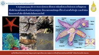 ครูวิชัยลิขิตพรรักษ์ ตาแหน่งครู วิทยฐานะครูชานาญการพิเศษ(คศ.3)กลุ่มสาระการเรียนรู้วิทยาศาสตร์และเทคโนโลยี โรงเรียนวัดราชบพิธ สพม.กท.1
สถาบันส่งเสริมการสอนวิทยาศาสตร์และเทคโนโลยี
8. Echinodermataเช่น ดาวทะเล เม่นทะเล ปลิงทะเล พลับพลึงทะเล อีแปะทะเล (เหรียญทะเล)
เป็นสัตว์ทะเลทั้งหมด ผิวหนังหยาบขรุขระ มีหนามแหลมปกคลุม มีโครงร่างภายในหินปูนระยะตัวอ่อน
มีสมมาตรครึ่งซีก เมื่อโตเต็มวัยมีสมมาตรรัศมี
 
