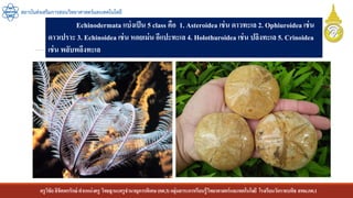 ครูวิชัยลิขิตพรรักษ์ ตาแหน่งครู วิทยฐานะครูชานาญการพิเศษ(คศ.3)กลุ่มสาระการเรียนรู้วิทยาศาสตร์และเทคโนโลยี โรงเรียนวัดราชบพิธ สพม.กท.1
สถาบันส่งเสริมการสอนวิทยาศาสตร์และเทคโนโลยี
Echinodermata แบ่งเป็น 5 class คือ 1. Asteroidea เช่น ดาวทะเล 2. Ophiuroidea เช่น
ดาวเปราะ 3. Echinoidea เช่น หอยเม่น อีแปะทะเล 4. Holothuroidea เช่น ปลิงทะเล 5. Crinoidea
เช่น พลับพลึงทะเล
 