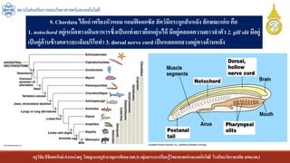 ครูวิชัยลิขิตพรรักษ์ ตาแหน่งครู วิทยฐานะครูชานาญการพิเศษ(คศ.3)กลุ่มสาระการเรียนรู้วิทยาศาสตร์และเทคโนโลยี โรงเรียนวัดราชบพิธ สพม.กท.1
สถาบันส่งเสริมการสอนวิทยาศาสตร์และเทคโนโลยี
9. Chordata ได้แก่ เพรียงหัวหอม แอมฟิออกซัส สัตว์มีกระดูกสันหลัง ลักษณะเด่น คือ
1. notochord อยู่เหนือทางเดินอาหารซึ่งเป็นแท่งยาวยืดหยุ่นได้ มีอยู่ตลอดความยาวลาตัว 2. gill slit มีอยู่
เป็นคู่ด้านข้างคอระยะเอ็มบริโอทา 3. dorsal nerve cord เป็นหลอดกลวงอยู่ทางด้านหลัง
 