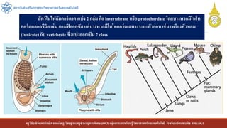 ครูวิชัยลิขิตพรรักษ์ ตาแหน่งครู วิทยฐานะครูชานาญการพิเศษ(คศ.3)กลุ่มสาระการเรียนรู้วิทยาศาสตร์และเทคโนโลยี โรงเรียนวัดราชบพิธ สพม.กท.1
สถาบันส่งเสริมการสอนวิทยาศาสตร์และเทคโนโลยี
สัตว์ในไฟลัมคอร์ดาตาแบ่ง 2 กลุ่ม คือ invertebrate หรือ protochordate โดยบางพวกมีโนโท
คอร์ดตลอดชีวิต เช่น แอมฟิออกซัส แต่บางพวกมีโนโทคอร์ดเฉพาะระยะตัวอ่อน เช่น เพรียงหัวหอม
(tunicate) กับ vertebrate ซึ่งแบ่งออกเป็น 7 class
 