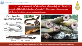 ครูวิชัยลิขิตพรรักษ์ ตาแหน่งครู วิทยฐานะครูชานาญการพิเศษ(คศ.3)กลุ่มสาระการเรียนรู้วิทยาศาสตร์และเทคโนโลยี โรงเรียนวัดราชบพิธ สพม.กท.1
สถาบันส่งเสริมการสอนวิทยาศาสตร์และเทคโนโลยี
1. Class Cyclostomata คือ ปลาไม่มีขากรรไกรส่วนใหญ่สูญพันธุ์ไปแล้ว มีโครงร่างเป็น
กระดูกอ่อน ไม่มีครีบคู่ มีแต่ครีบหลังและครีบหางมักเป็นปรสิตภายนอก พบในเขตหนาวแถบ
ยุโรปและอเมริกา เช่น ปลาปากกลม hagfish และ lamprey
 