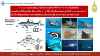 ครูวิชัยลิขิตพรรักษ์ ตาแหน่งครู วิทยฐานะครูชานาญการพิเศษ(คศ.3)กลุ่มสาระการเรียนรู้วิทยาศาสตร์และเทคโนโลยี โรงเรียนวัดราชบพิธ สพม.กท.1
สถาบันส่งเสริมการสอนวิทยาศาสตร์และเทคโนโลยี
2. Class Chondrichthyes เป็นปลากระดูกอ่อนที่มีขากรรไกรและครีบคู่เจริญดี
แลกเปลี่ยนแก๊สโดยเหงือก มีช่องเหงือก 5-7 คู่ ปฏิสนธิในร่างกาย ออกลูกเป็นตัว ovoviviparous มี
ปากด้านล่างและมีฟันหลายแถว มีเกล็ดคมปกคลุมผิวเช่น ฉลามวาฬ กระเบน ปลาฉนาก
 
