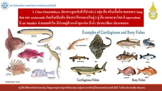 ครูวิชัยลิขิตพรรักษ์ ตาแหน่งครู วิทยฐานะครูชานาญการพิเศษ(คศ.3)กลุ่มสาระการเรียนรู้วิทยาศาสตร์และเทคโนโลยี โรงเรียนวัดราชบพิธ สพม.กท.1
สถาบันส่งเสริมการสอนวิทยาศาสตร์และเทคโนโลยี
3. Class Osteichthyes ปลากระดูกแข็งทั่วไป แบ่ง 2 กลุ่ม คือ ครีบเนื้อนิ่ม พบเฉพาะ lung
fish และ coelacanth กับครีบเป็นเส้น มีขากรรไกรและครีบคู่ 2 คู่ คือ อกและสะโพก มี operculum
มี air bladder ช่วยลอยตัวใน มีปากอยู่ด้านหน้าสุด เช่น ม้าน้า ปลาตะเพียน ปลาแซมอน
 