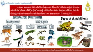 ครูวิชัยลิขิตพรรักษ์ ตาแหน่งครู วิทยฐานะครูชานาญการพิเศษ(คศ.3)กลุ่มสาระการเรียนรู้วิทยาศาสตร์และเทคโนโลยี โรงเรียนวัดราชบพิธ สพม.กท.1
สถาบันส่งเสริมการสอนวิทยาศาสตร์และเทคโนโลยี
4. Class Amphibia มีผิวหนังเปียกชื้นช่วยแลกเปลี่ยนแก๊ส ไม่มีเกล็ด ขาคู่หน้าสั้นกว่าคู่
หลัง เป็นสัตว์เลือดเย็น ไข่มีวุ้นหุ้ม ตัวอ่อนอยู่ในน้าใช้เหงือก ตัวเต็มวัยอยู่บนบกใช้ปอด หัวใจมี 3
ห้อง ปฏิสนธินอกร่างกาย เช่น กบ อึ่งอ่าง เขียด คางคก ซาลามานเดอร์ (จิ้งจกน้า) งูดิน
 