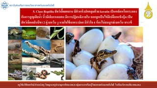 ครูวิชัยลิขิตพรรักษ์ ตาแหน่งครู วิทยฐานะครูชานาญการพิเศษ(คศ.3)กลุ่มสาระการเรียนรู้วิทยาศาสตร์และเทคโนโลยี โรงเรียนวัดราชบพิธ สพม.กท.1
สถาบันส่งเสริมการสอนวิทยาศาสตร์และเทคโนโลยี
5. Class Reptilia สัตว์เลื้อยคลาน มีผิวแห้งปกคลุมด้วย keratin เป็นเกล็ดหรือกระดอง
กันการสูญเสียน้า นิ้วมีเล็บแหลมคม มีการปฏิสนธิภายใน ออกลูกเป็นไข่มีเปลือกแข็งหุ้ม เป็น
สัตว์เลือดเย็นมีขา 2 คู่ ยกเว้น งู หายใจใช้เฉพาะปอด มีหัวใจ 4 ห้องไม่สมบูรณ์ ยกเว้น จระเข้
 
