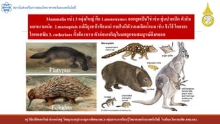 ครูวิชัยลิขิตพรรักษ์ ตาแหน่งครู วิทยฐานะครูชานาญการพิเศษ(คศ.3)กลุ่มสาระการเรียนรู้วิทยาศาสตร์และเทคโนโลยี โรงเรียนวัดราชบพิธ สพม.กท.1
สถาบันส่งเสริมการสอนวิทยาศาสตร์และเทคโนโลยี
Mammalia แบ่ง 3 กลุ่มใหญ่ คือ 1.monotremes ออกลูกเป็นไข่ เช่น ตุ่นปากเป็ด ตัวกิน
มดหนามเม่น 2.marsupials แม่มีถุงหน้าท้องแม่ ภายในมีหัวนมผลิตน้านม เช่น จิงโจ้ โคอาลา
โอพอสซัม 3. eutherians ตั้งท้องนาน ตัวอ่อนเจริญในมดลูกจนสมบูรณ์จึงคลอด
 