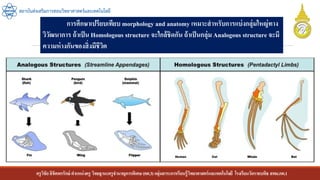 ครูวิชัยลิขิตพรรักษ์ ตาแหน่งครู วิทยฐานะครูชานาญการพิเศษ(คศ.3)กลุ่มสาระการเรียนรู้วิทยาศาสตร์และเทคโนโลยี โรงเรียนวัดราชบพิธ สพม.กท.1
สถาบันส่งเสริมการสอนวิทยาศาสตร์และเทคโนโลยี
การศึกษาเปรียบเทียบ morphology and anatomy เหมาะสาหรับการแบ่งกลุ่มใหญ่ทาง
วิวัฒนาการ ถ้าเป็น Homologous structure จะใกล้ชิดกัน ถ้าเป็นกลุ่ม Analogous structure จะมี
ความห่างกันของสิ่งมีชีวิต
 