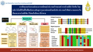 ครูวิชัยลิขิตพรรักษ์ ตาแหน่งครู วิทยฐานะครูชานาญการพิเศษ(คศ.3)กลุ่มสาระการเรียนรู้วิทยาศาสตร์และเทคโนโลยี โรงเรียนวัดราชบพิธ สพม.กท.1
สถาบันส่งเสริมการสอนวิทยาศาสตร์และเทคโนโลยี
การศึกษาออร์แกเนลล์และสารเคมีเซลล์ เช่น คลอโรพลาสต์ กรดนิวคลีอีก โปรตีน โดย
หลักว่าสิ่งมีชีวิตที่ใกล้ชิดกันทางพันธุกรรมมากย่อมคล้ายคลึงกันเช่น คลอโรฟิลล์ b พบเฉพาะใน
พืชและสาหร่ายสีเขียว ไม่พบในสีแดง สีน้าตาล
 