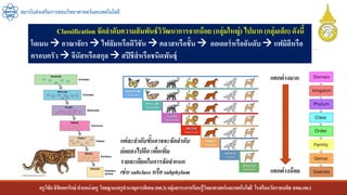ครูวิชัยลิขิตพรรักษ์ ตาแหน่งครู วิทยฐานะครูชานาญการพิเศษ(คศ.3)กลุ่มสาระการเรียนรู้วิทยาศาสตร์และเทคโนโลยี โรงเรียนวัดราชบพิธ สพม.กท.1
สถาบันส่งเสริมการสอนวิทยาศาสตร์และเทคโนโลยี
Classification จัดลาดับความสัมพันธ์วิวัฒนาการจากน้อย (กลุ่มใหญ่) ไปมาก (กลุ่มเล็ก) ดังนี้
โดเมน  อาณาจักร  ไฟลัมหรือดิวิชัน  คลาสหรือชั้น  ออเดอร์หรืออันดับ แฟมิลีหรือ
ครอบครัว  จีนัสหรือสกุล  สปีชีส์หรือชนิดพันธุ์
แตกต่างมาก
แตกต่างน้อย
แต่ละลำดับขั้นอำจจะจัดลำดับ
ย่อยลงไปอีก เพื่อเพิ่ม
รำยละเอียดในกำรจัดจำแนก
เช่น subclass หรือ subphylum
 