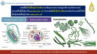 ครูวิชัยลิขิตพรรักษ์ ตาแหน่งครู วิทยฐานะครูชานาญการพิเศษ(คศ.3)กลุ่มสาระการเรียนรู้วิทยาศาสตร์และเทคโนโลยี โรงเรียนวัดราชบพิธ สพม.กท.1
สถาบันส่งเสริมการสอนวิทยาศาสตร์และเทคโนโลยี
เซลล์ที่ยังไม่มีเยื่อหุ้มนิวเคลียส สารพันธุกรรมกระจายอยู่ภายใน และมีเฉพาะออร์
แกเนลล์ไม่มีเยื่อหุ้ม เรียก prokaryotic cell ส่วนเซลล์มีเยื่อหุ้มนิวเคลียสและมีออร์แกเนลล์ทั้งไม่มี
เยื่อหุ้มกับมีเยื่อหุ้มเรียก eukaryotic cell
 