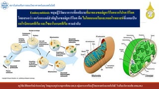 ครูวิชัยลิขิตพรรักษ์ ตาแหน่งครู วิทยฐานะครูชานาญการพิเศษ(คศ.3)กลุ่มสาระการเรียนรู้วิทยาศาสตร์และเทคโนโลยี โรงเรียนวัดราชบพิธ สพม.กท.1
สถาบันส่งเสริมการสอนวิทยาศาสตร์และเทคโนโลยี
Endosymbiosis ทฤษฎีวิวัฒนาการเพื่ออธิบายที่มาของเซลล์ยูคาริโอตจากโปรคาริโอต
โดยเสนอว่า ออร์แกเนลล์สาคัญในเซลล์ยูคาริโอต คือ ไมโตคอนเดรียและคลอโรพลาสท์ซึ่งเคยเป็น
แอโรบิกแบคทีเรีย และไซยาโนแบคทีเรีย ตามลาดับ
 