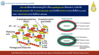 ครูวิชัยลิขิตพรรักษ์ ตาแหน่งครู วิทยฐานะครูชานาญการพิเศษ(คศ.3)กลุ่มสาระการเรียนรู้วิทยาศาสตร์และเทคโนโลยี โรงเรียนวัดราชบพิธ สพม.กท.1
สถาบันส่งเสริมการสอนวิทยาศาสตร์และเทคโนโลยี
cell wall แข็งแรงล้อมรอบคงรูปร่าง เรียก peptidoglycans เกิดจากสาร 2 ชนิด คือ
N-acetyl glucosamine และ N-acetyl muramic acid แบ่งเป็นแกรมบวก (หนา) ติดสีม่วง crystal
violet และแกรมลบ (บาง) ติดสีแดง safranin
 