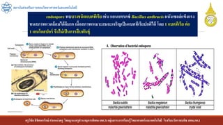 ครูวิชัยลิขิตพรรักษ์ ตาแหน่งครู วิทยฐานะครูชานาญการพิเศษ(คศ.3)กลุ่มสาระการเรียนรู้วิทยาศาสตร์และเทคโนโลยี โรงเรียนวัดราชบพิธ สพม.กท.1
สถาบันส่งเสริมการสอนวิทยาศาสตร์และเทคโนโลยี
endospore พบบางชนิดแบคทีเรีย เช่น แอนแทรกซ์ Bacillus anthracis ผนังเซลล์แข็งแรง
ทนสภาพแวดล้อมได้ดีมาก เมื่อสภาพเหมาะสมจะเจริญเป็นแบคทีเรียปกติได้ โดย 1 แบคทีเรีย ต่อ
1 เอนโดสปอร์ จึงไม่เป็นการสืบพันธุ์
 