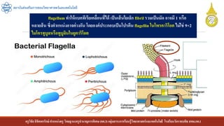 ครูวิชัยลิขิตพรรักษ์ ตาแหน่งครู วิทยฐานะครูชานาญการพิเศษ(คศ.3)กลุ่มสาระการเรียนรู้วิทยาศาสตร์และเทคโนโลยี โรงเรียนวัดราชบพิธ สพม.กท.1
สถาบันส่งเสริมการสอนวิทยาศาสตร์และเทคโนโลยี
flagellum ทาให้แบคทีเรียเคลื่อนที่ได้ เป็นเส้นใยเล็ก fibril รวมเป็นมัด อาจมี 1 หรือ
หลายส้น ซึ่งตาแหน่งอาจต่างกัน โดยองค์ประกอบเป็นโปรตีน flagellin ในโพรคาริโอต ไม่ใช่ 9+2
ไมโครทูบูลหรือทูบูลินในยูคาริโอต
 