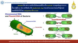 ครูวิชัยลิขิตพรรักษ์ ตาแหน่งครู วิทยฐานะครูชานาญการพิเศษ(คศ.3)กลุ่มสาระการเรียนรู้วิทยาศาสตร์และเทคโนโลยี โรงเรียนวัดราชบพิธ สพม.กท.1
สถาบันส่งเสริมการสอนวิทยาศาสตร์และเทคโนโลยี
plasmid เป็น DNA นอกโครโมโซมแบคทีเรีย หรือ nucleoid ควบคุมพันธุกรรมการ
ดื้อยาปฏิชีวนะ เช่น เพนิซิลลิน เป็น double helix ring จาลองตัวเองและถ่ายทอดไปสู่เซลล์
แบคทีเรียอื่นได้ โดย conjugation เป็น sexual
transformation
 