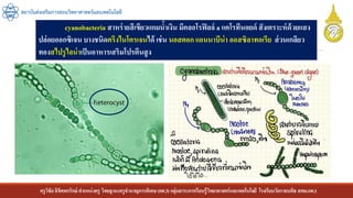ครูวิชัยลิขิตพรรักษ์ ตาแหน่งครู วิทยฐานะครูชานาญการพิเศษ(คศ.3)กลุ่มสาระการเรียนรู้วิทยาศาสตร์และเทคโนโลยี โรงเรียนวัดราชบพิธ สพม.กท.1
สถาบันส่งเสริมการสอนวิทยาศาสตร์และเทคโนโลยี
cyanobacteria สาหร่ายสีเขียวแกมน้าเงิน มีคลอโรฟิลล์ a แคโรทีนอยด์ สังเคราะห์ด้วยแสง
ปล่อยออกซิเจน บางชนิดตรึงไนโตรเจนได้ เช่น นอสตอก แอนนาบีน่า ออสซิลาทอเรีย ส่วนเกลียว
ทองสไปรูไลน่าเป็นอาหารเสริมโปรตีนสูง
 