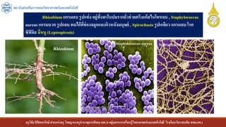 ครูวิชัยลิขิตพรรักษ์ ตาแหน่งครู วิทยฐานะครูชานาญการพิเศษ(คศ.3)กลุ่มสาระการเรียนรู้วิทยาศาสตร์และเทคโนโลยี โรงเรียนวัดราชบพิธ สพม.กท.1
สถาบันส่งเสริมการสอนวิทยาศาสตร์และเทคโนโลยี
Rhizobium แกรมลบ รูปแท่ง อยู่พึ่งพาในปมรากถั่วช่วยตรึงแก๊สไนโตรเจน , Staphylococcus
aureus แกรมบวก รูปกลมพบได้ที่ช่องจมูกและผิวหนังมนุษย์ , Spirochaeteรูปเกลียว แกรมลบ โรค
ซิฟิลิส ฉี่หนู (Leptospirosis)
Rhizobium
Staphylococcus aureus Spirochaete
 