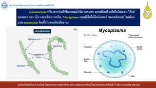 ครูวิชัยลิขิตพรรักษ์ ตาแหน่งครู วิทยฐานะครูชานาญการพิเศษ(คศ.3)กลุ่มสาระการเรียนรู้วิทยาศาสตร์และเทคโนโลยี โรงเรียนวัดราชบพิธ สพม.กท.1
สถาบันส่งเสริมการสอนวิทยาศาสตร์และเทคโนโลยี
cyanobacteria หรือ สาหร่ายสีเขียวแกมน้าเงิน แกรมลบ บางชนิดตรึงแก๊สไนโตนเจน ได้แก่
นอสตอก แอนาบีนา ออสซิลลาทอเรีย , Mycoplasma แบคทีเรียไม่มีผนังเซลล์ ขนาดเล็กมาก โรคปอด
บวม pneumonia ติดเชื้อในทางเดินปัสสาวะ
 
