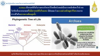 ครูวิชัยลิขิตพรรักษ์ ตาแหน่งครู วิทยฐานะครูชานาญการพิเศษ(คศ.3)กลุ่มสาระการเรียนรู้วิทยาศาสตร์และเทคโนโลยี โรงเรียนวัดราชบพิธ สพม.กท.1
สถาบันส่งเสริมการสอนวิทยาศาสตร์และเทคโนโลยี
Archaeaเป็นแบคทีเรียโบราณพวกโพรคาริโอตที่ผนังเซลล์เป็นสารพอลิแซ็กคาไรด์ และ
โปรตีนที่หลากหลายแต่ไม่มีสารเพปทิโดไกลแคน มีลักษณะร่วมบางอย่างคล้ายยูคาริโอตสามารถ
ดารงชีวิตในสภาพแวดล้อมสุดขั้ว
 