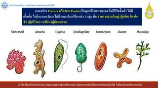 ครูวิชัยลิขิตพรรักษ์ ตาแหน่งครู วิทยฐานะครูชานาญการพิเศษ(คศ.3)กลุ่มสาระการเรียนรู้วิทยาศาสตร์และเทคโนโลยี โรงเรียนวัดราชบพิธ สพม.กท.1
สถาบันส่งเสริมการสอนวิทยาศาสตร์และเทคโนโลยี
อาณาจักร Protista หรือพวก Protist เป็นยูแคริโอตพวกแรก สิ่งมีชีวิตชั้นต่า ไม่มี
เนื้อเยื่อ ไม่มีระบบอวัยวะ ไม่มีระยะเอ็มบริโอแบ่ง 3 กลุ่ม คือ สาหร่ายส่วนใหญ่ (ผู้ผลิต) โพรโท
ซัว (ผู้บริโภค) ราเมือก (ผู้ย่อยสลาย)
 