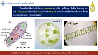 ครูวิชัยลิขิตพรรักษ์ ตาแหน่งครู วิทยฐานะครูชานาญการพิเศษ(คศ.3)กลุ่มสาระการเรียนรู้วิทยาศาสตร์และเทคโนโลยี โรงเรียนวัดราชบพิธ สพม.กท.1
สถาบันส่งเสริมการสอนวิทยาศาสตร์และเทคโนโลยี
โครงสร้างไม่ซับซ้อน มีทั้งแบบ Unicellularเช่น อะมีบา ยูกลีน่า พารามีเซียม ไดอะตอม และ
แบบ Multicellular อยู่เป็นกลุ่ม Colony หรือสาย Filament เช่น สาหร่ายสีเขียว สีแดง สีน้าตาล ส่วนรา
เมือกผู้ย่อยสลายมีทั้ง 2 ระยะในวงชีวิต
volvox
paramecium
spirogyra
 