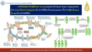 ครูวิชัยลิขิตพรรักษ์ ตาแหน่งครู วิทยฐานะครูชานาญการพิเศษ(คศ.3)กลุ่มสาระการเรียนรู้วิทยาศาสตร์และเทคโนโลยี โรงเรียนวัดราชบพิธ สพม.กท.1
สถาบันส่งเสริมการสอนวิทยาศาสตร์และเทคโนโลยี
การสืบพันธุ์ส่วนใหญ่เป็นแบบ Asexual (mitosis) เช่น binary fission , fragmentation
ส่วน sexual เกิดจาก Conjugation เช่น พารามีเซียม โดย micronucleus หรือ การปฏิสนธิ sperm
กับ egg เช่น สาหร่ายสีเขียว
 