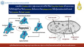 ครูวิชัยลิขิตพรรักษ์ ตาแหน่งครู วิทยฐานะครูชานาญการพิเศษ(คศ.3)กลุ่มสาระการเรียนรู้วิทยาศาสตร์และเทคโนโลยี โรงเรียนวัดราชบพิธ สพม.กท.1
สถาบันส่งเสริมการสอนวิทยาศาสตร์และเทคโนโลยี
อาณาจักร Protista แบ่ง 3 กลุ่ม ตามการดารงชีวิต ได้แก่ Zoo-Like Protist สร้างอาหารเอง
ไม่ได้เป็นผู้บริโภคได้แก่ protozoa ซึ่งกินอาหารโดย phagocytosis ที่เยื่อหุ้มเซลล์และย่อยในเซลล์
โดย lysosome กับ food vacuole
 