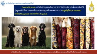 ครูวิชัยลิขิตพรรักษ์ ตาแหน่งครู วิทยฐานะครูชานาญการพิเศษ(คศ.3)กลุ่มสาระการเรียนรู้วิทยาศาสตร์และเทคโนโลยี โรงเรียนวัดราชบพิธ สพม.กท.1
สถาบันส่งเสริมการสอนวิทยาศาสตร์และเทคโนโลยี
Genetic Diversity แปรผันพันธุกรรมในประชากรชนิดพันธุ์เดียวกันซึ่งผสมพันธุ์ได้
รุ่นลูกปกติ เป็นความแตกต่างจากบรรพบุรุษผ่านทาง Gene เช่น มนุษย์ยุโรป (Caucasoid)
เอเชีย (Mongoloid) และแอฟริกา (Negriod)
 