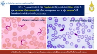 ครูวิชัยลิขิตพรรักษ์ ตาแหน่งครู วิทยฐานะครูชานาญการพิเศษ(คศ.3)กลุ่มสาระการเรียนรู้วิทยาศาสตร์และเทคโนโลยี โรงเรียนวัดราชบพิธ สพม.กท.1
สถาบันส่งเสริมการสอนวิทยาศาสตร์และเทคโนโลยี
รูปร่าง Protozoa แบ่งเป็น 1. กลุ่ม Flagellata มีแฟลเจลลัม 2. กลุ่ม Ciliata มีซิเลีย 3.
กลุ่ม Sarcodina หรือ Rhizopoda มีเท้าเทียม psuedopodium และ 4. กลุ่ม Sporozoa ไม่มี
โครงสร้างเคลื่อนที่เป็นปรสิต เช่น plasmodium
ทริปพาโนโซม (โรคเหงาหลับ) พลาสโมเดียม (โรคมาลาเรีย)
 