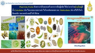 ครูวิชัยลิขิตพรรักษ์ ตาแหน่งครู วิทยฐานะครูชานาญการพิเศษ(คศ.3)กลุ่มสาระการเรียนรู้วิทยาศาสตร์และเทคโนโลยี โรงเรียนวัดราชบพิธ สพม.กท.1
สถาบันส่งเสริมการสอนวิทยาศาสตร์และเทคโนโลยี
Plant-Like Protist สังเคราะห์ด้วยแสงสร้างอาหารเป็นผู้ผลิต ได้แก่ สาหร่ายส่วนใหญ่มี
ทั้ง Unicellular เช่น ไดอะตอม คลอเรลล่า ไดโนแฟลเจลเลต และ Multicellular เช่น สไปโรไจร่า
ซีเดสมัส วอลวอกซ์ เคลป์ โนริ จีฉ่าย
Dinoflagellate
 