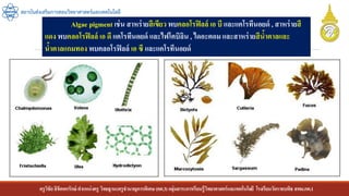 ครูวิชัยลิขิตพรรักษ์ ตาแหน่งครู วิทยฐานะครูชานาญการพิเศษ(คศ.3)กลุ่มสาระการเรียนรู้วิทยาศาสตร์และเทคโนโลยี โรงเรียนวัดราชบพิธ สพม.กท.1
สถาบันส่งเสริมการสอนวิทยาศาสตร์และเทคโนโลยี
Algae pigment เช่น สาหร่ายสีเขียว พบคลอโรฟิลล์ เอ บี และแคโรทีนอยด์ , สาหร่ายสี
แดง พบคลอโรฟิลล์ เอ ดี แคโรทีนอยด์ และไฟโคบิลิน , ไดอะตอม และสาหร่ายสีน้าตาลและ
น้าตาลแกมทอง พบคลอโรฟิลล์ เอ ซี และแคโรทีนอยด์
 